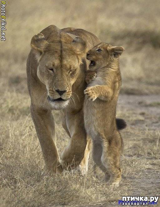 ���� 5: ������ ����� �� ����