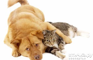 фотография: Кошатники, собачники)) фото: Кошатники, собачники))