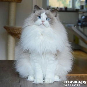 фотография: Кто на свете всех пушнее? фото: Кто на свете всех пушнее?