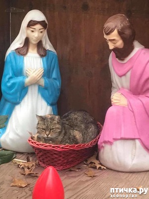 фотография: Рождество и кошки фото: Рождество и кошки