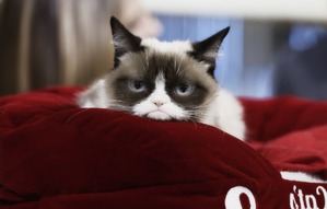 фотография: Почему грустный кот так выглядит? фото: Почему грустный кот так выглядит?