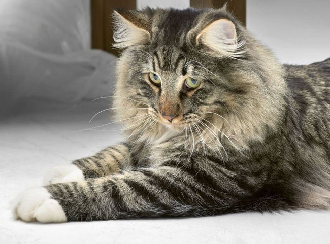 ���� 5: ������������� ���������� ���������� ������ �����