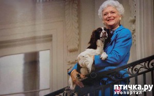 фотография: Как собака может заработать фото: Как собака может заработать