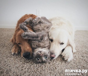 фотография: Три товарища фото: Три товарища