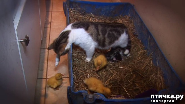 ���� 1: ���������� ����, ��� ������� ��� ����� �����))