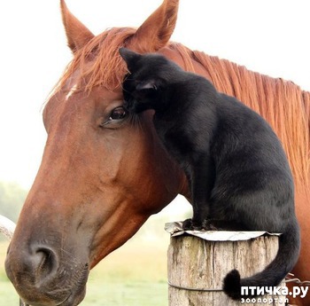 фотография: Необычные друзья фото: Необычные друзья
