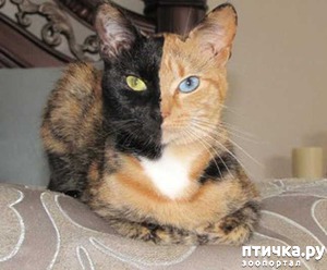 фотография: Удивительная кошка фото: Удивительная кошка