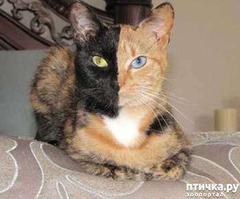 фотография: Удивительная кошка фото: Удивительная кошка