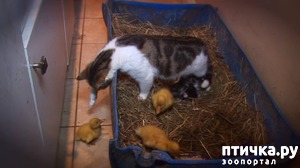 фотография: Заботливая мама, для которой нет чужих детей)) фото: Заботливая мама, для которой нет чужих детей))