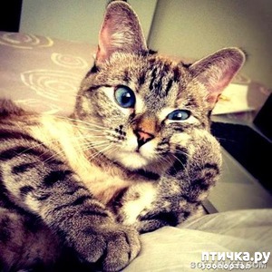 фотография: Как разобраться в личности кота фото: Как разобраться в личности кота