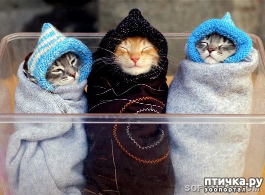 ���� 3: ��� ����������� � �������� ����