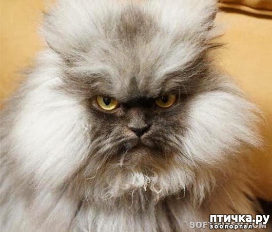 ���� 4: ��� ����������� � �������� ����