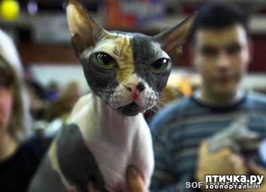 ���� 5: ��� ����������� � �������� ����