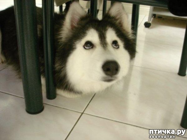 фотография 1: Помесь Хаски по кличке Толли считает себя кошкой фото 1: Помесь Хаски по кличке Толли считает себя кошкой