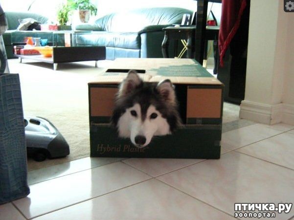 фотография 2: Помесь Хаски по кличке Толли считает себя кошкой фото 2: Помесь Хаски по кличке Толли считает себя кошкой