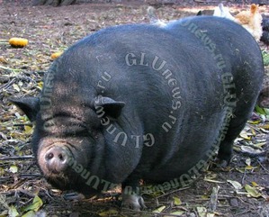 фотография: Семья шесть раз переезжала из-за своей громко храпящей свиньи фото: Семья шесть раз переезжала из-за своей громко храпящей свиньи