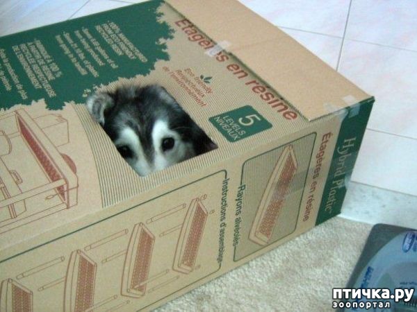 фотография 3: Помесь Хаски по кличке Толли считает себя кошкой фото 3: Помесь Хаски по кличке Толли считает себя кошкой
