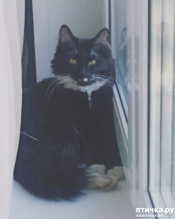фотография: Срочно отдам кошечку фото: Срочно отдам кошечку
