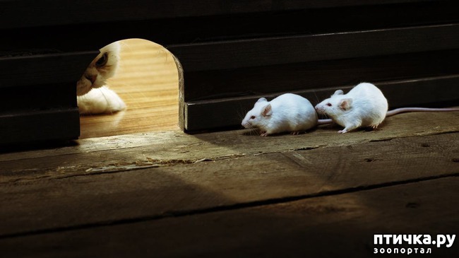 ���� 5: ���� ���� ������ (�. �������)