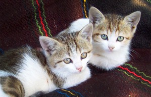 фотография: Как девушка спасла котят из зоомагазина ценой зарплаты и работы фото: Как девушка спасла котят из зоомагазина ценой зарплаты и работы