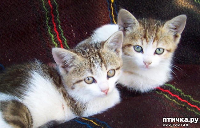 ���� 1: ��� ������� ������ ����� �� ����������� ����� �������� � ������