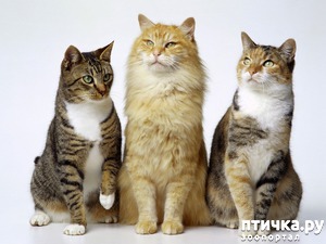 фотография: «У нас все как у них…» (из нета) фото: «У нас все как у них…» (из нета)