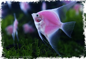 фотография: Забавная история фото: Забавная история