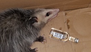 ����: ����� �������� ��������� � ������� � �������� ��������