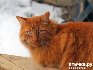 ����: ����� - �����