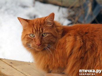 ����: ����� - �����