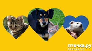 ����: ������� ������: ������������, ��� ��������