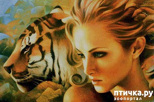 фотография: История про тигра. фото: История про тигра.