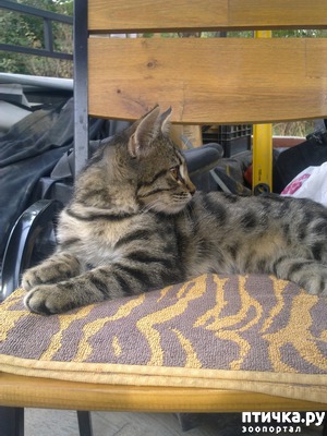 ����: ����� �����������. �����.