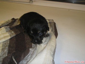 ����: ����