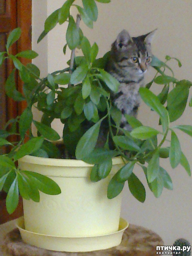 ���� 2: ����� �����������. �����.