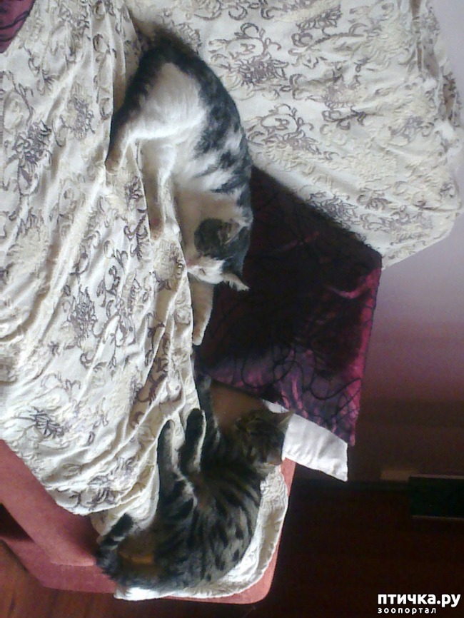 ���� 3: ����� �����������. �����.