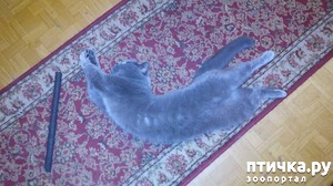 ����: ���� ������� �������, ����� ����