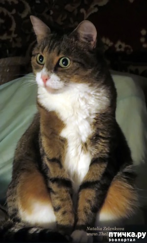 ����: �����������, ���������� �����: ������ � ����.