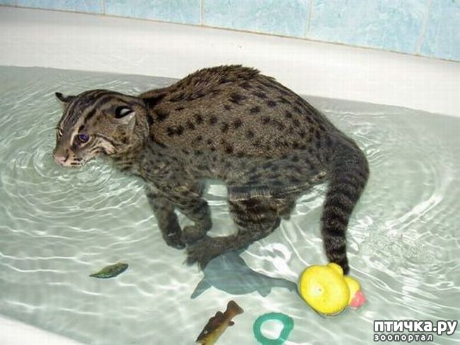 ���� 13: ����� ��������� �����