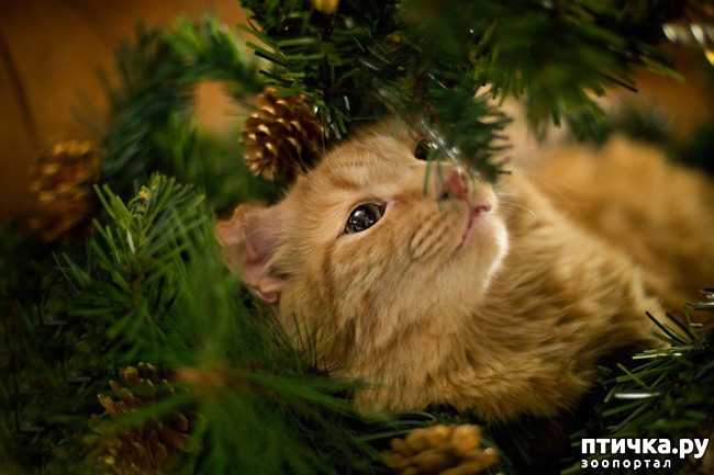 ���� 4: ���������� ����������