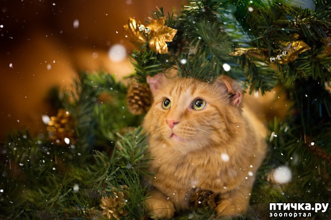 ���� 5: ���������� ����������