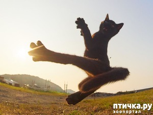 ����: ����� ������))