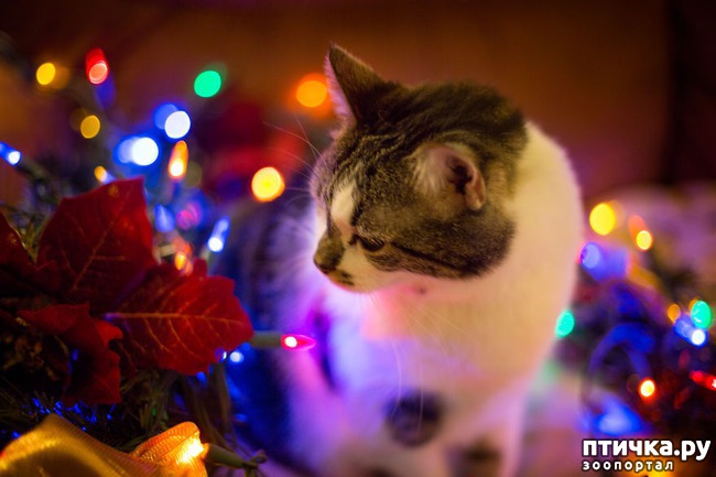 ���� 6: ���������� ����������