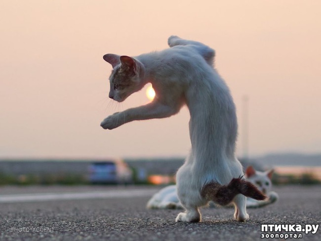 ���� 4: ����� ������))