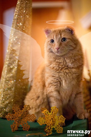 ����: ���������� ����������