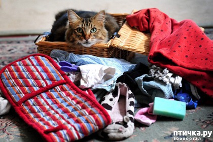 ���� 1: ������� ����-���������� ������ ������� ������������ ������� ��� ������������