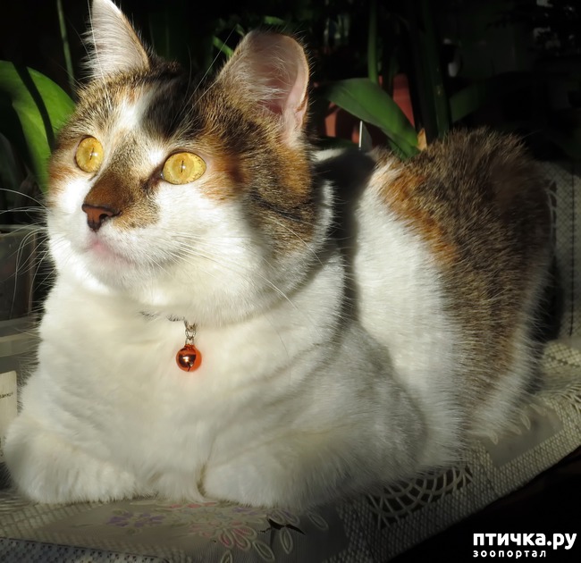 ���� 2: �����������, ���������� �����: ������ � ����.