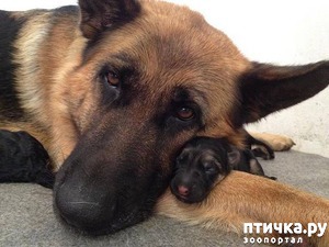 ����: �������� ����