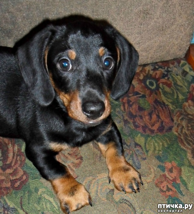 ���� 1: ������� ����� ��� "�����������"- ����� ��������