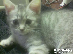 ����: ��������� �������������, ���������.